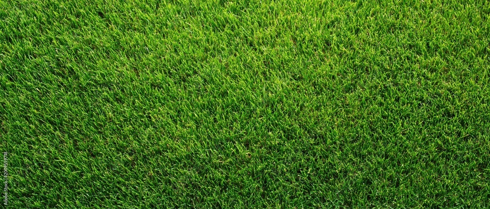 Fototapeta premium High resolution top down view of lush green grass field perfect for nature backgrounds or landscaping design textures. High quality photo