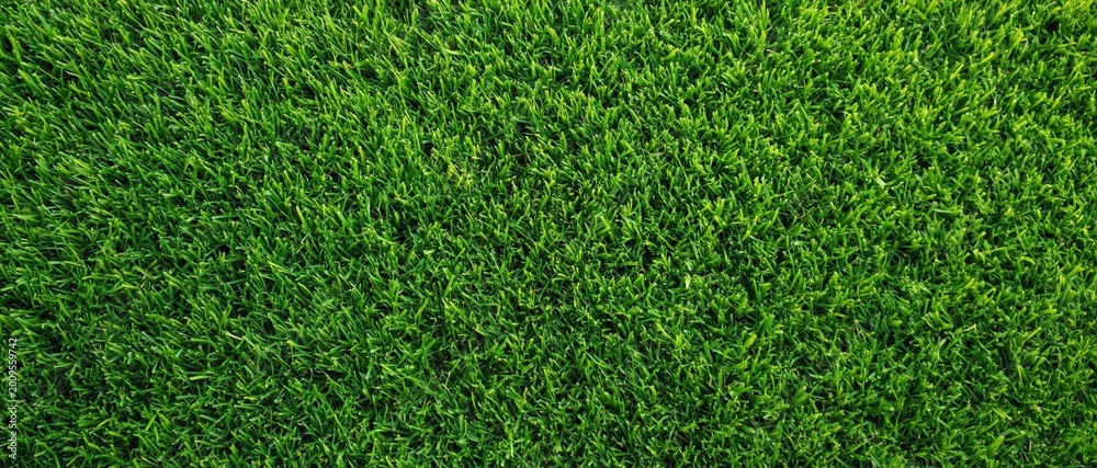 Fototapeta premium High resolution top view of lush green grass lawn providing natural organic texture for garden landscaping or eco friendly background projects. High quality photo