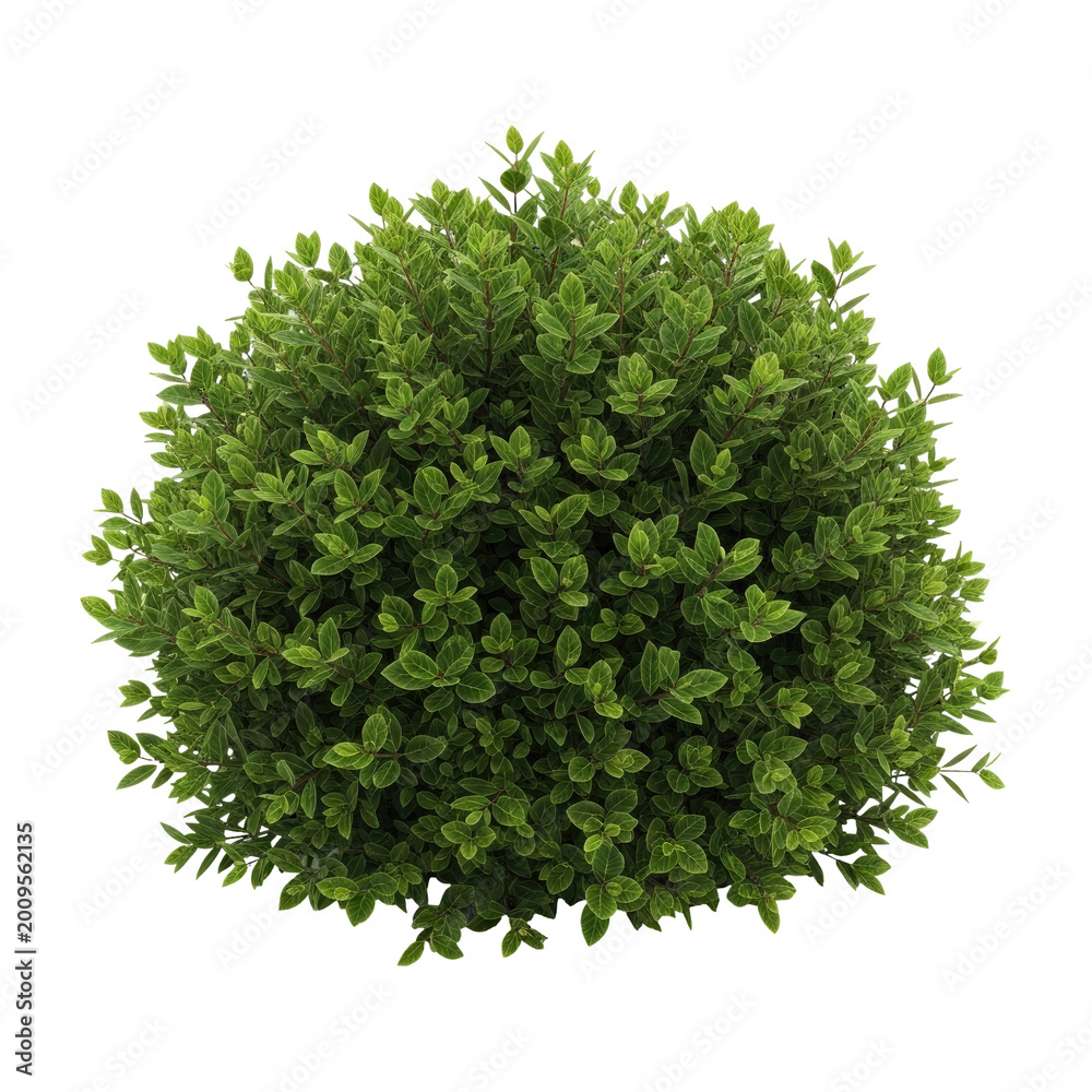 Obraz premium Green bush on black isolated on a transparent background