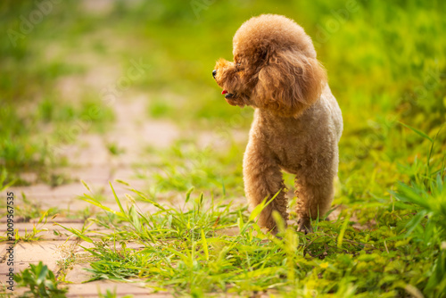 A teddy dog is on the lawn.