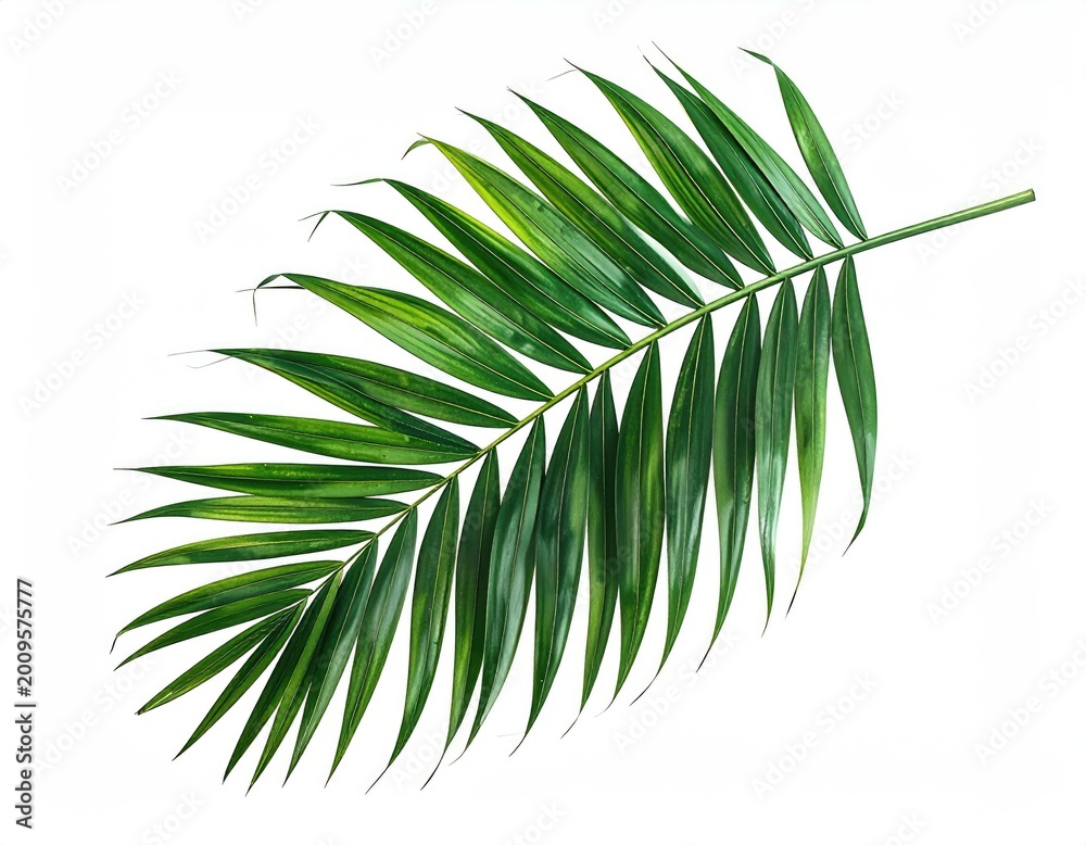 Fototapeta premium A vibrant green palm frond curves gracefully against a stark white background