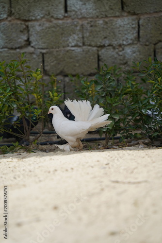 White fantail pigeon with spread tail walking on sunlit ground
