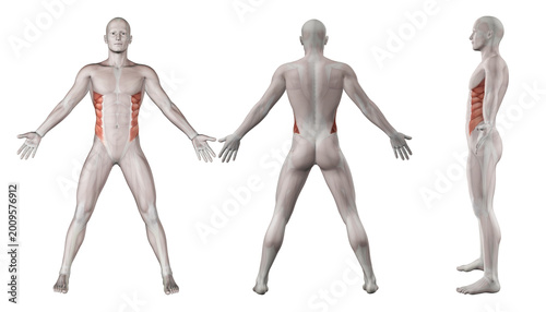 3D images showing male figure with external oblique highlighted