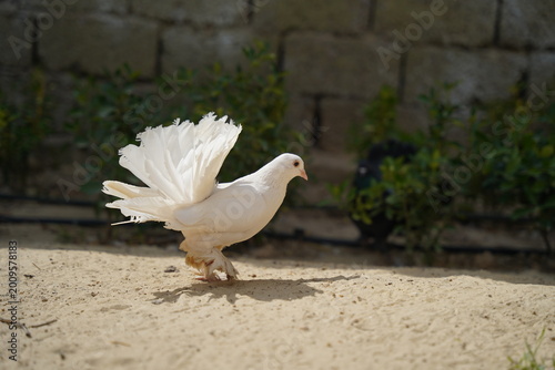 White fantail pigeon with spread tail walking on sunlit ground