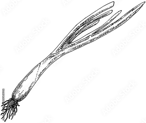 Spring onion green onion hand drawn vintage engraving illustration