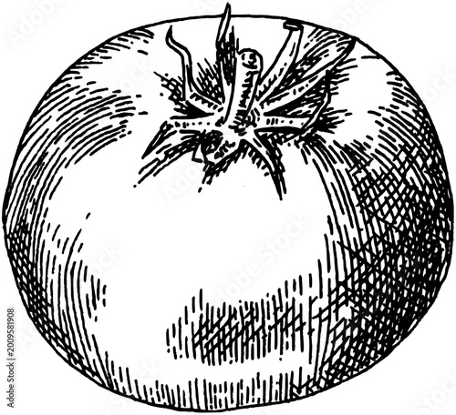 Tomato fresh vegetable hand drawn vintage engraving illustration isolated