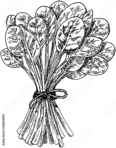 Spinach leafy vegetable hand drawn vintage engraving illustration isolated