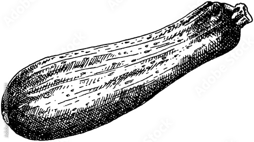 Zucchini courgette vegetable hand drawn vintage engraving illustration