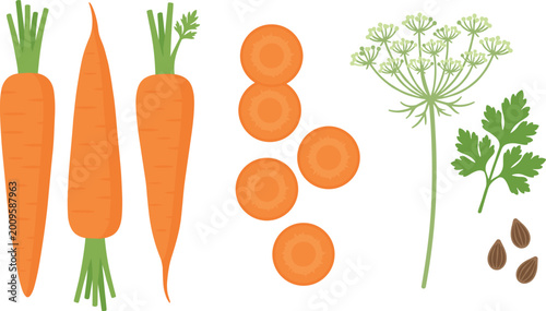Fotografie Citrus fruit vector illustration set featuring fresh orange lemon lime and grapefruit with halves and leaves for organic juice and healthy food design