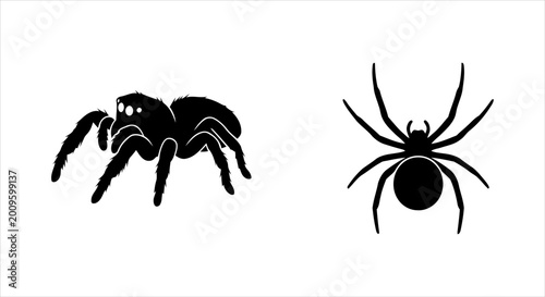 Bilde på lerret Silhouettes of fascinating arachnids, depicting two distinct spider forms for ed