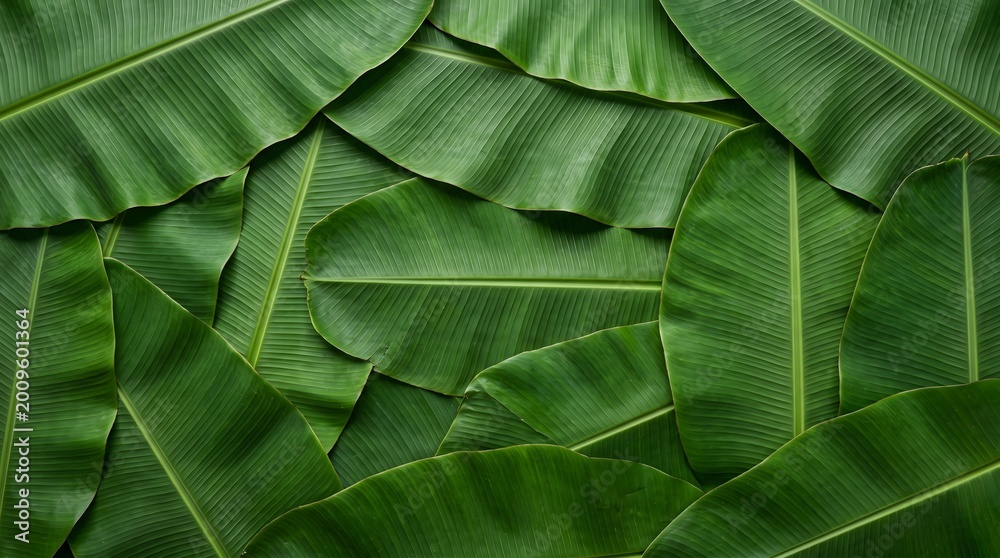 Obraz premium Tropical Banana Leaf Background with Vibrant Green Color 02