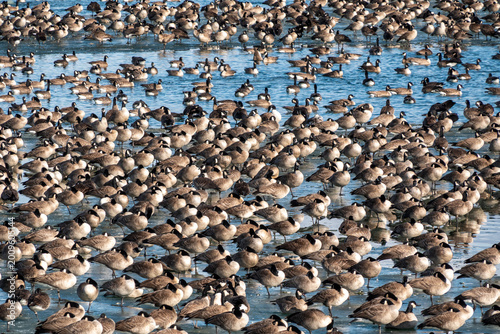 Canada Geese Dense Winter Flock Resting on Frozen Lake – Wildlife