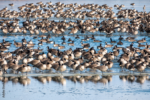 Canada Geese Dense Winter Flock Wading on Ice – Behavior Close-Up