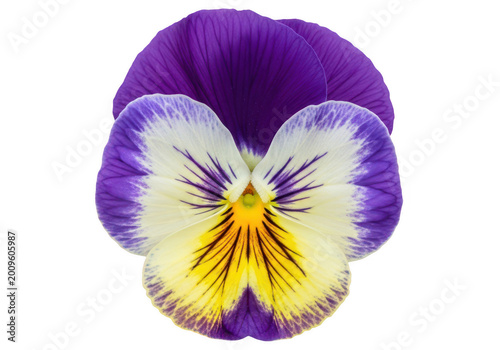 Colorful abstract floral wreath icon with yellow and purple petals