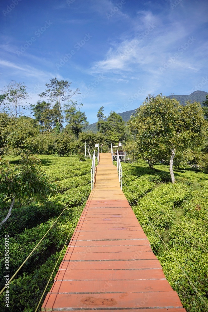 Fototapeta premium Photo spot with a wooden pathway through green plantations and a beautiful mountain backdrop.