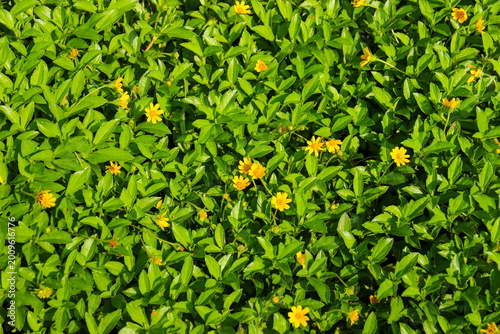 Bild auf Leinwand Wedelia flower (Sphagneticola trilobata) Bright yellow flowers bloom among lush