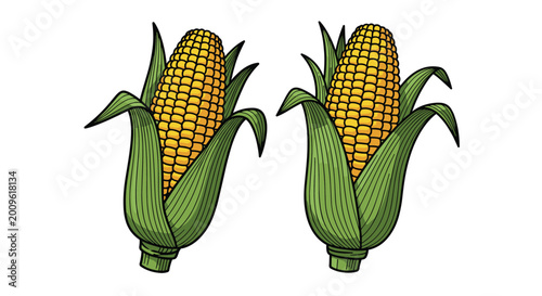 Pair of detailed corn cobs in their green husks, rendered in a vintage engraving style with rich yellow kernels and green leaves.