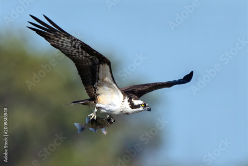 Osprey in Flight Carrying Fish