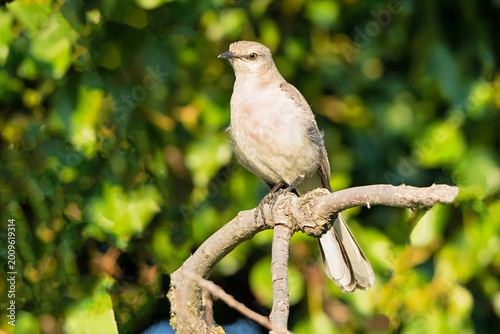 Northern Mockingbird in a Tree