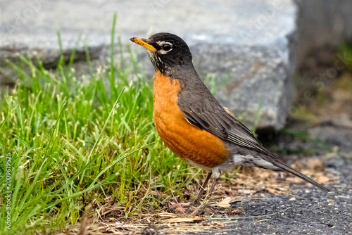 American Robin Standing in the Grass