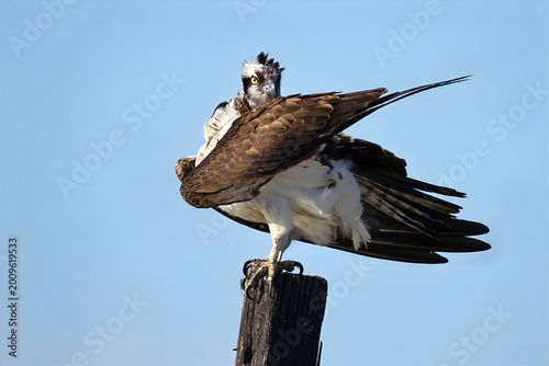 Osprey Preening on Pole