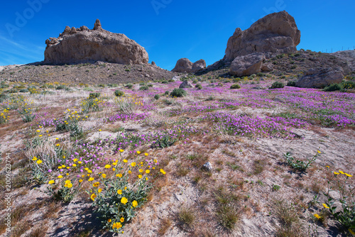 Bild auf Leinwand Spring wildflowers blooming at Trona Pinnacles National Natural Landmark