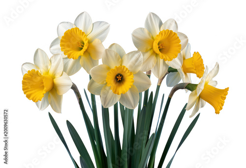 Yellow and White Daffodils Flowers Blooming Nature Botanical Floral Arrangement Isolated on Transparent Background