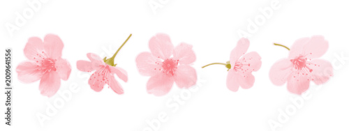 Pink cherry blossoms with halftone dot texture. Scrapbook elements set for collage. Blossom sakura flowers. Isolated spring close up flowers cut out of paper. Contemporary art vector style.