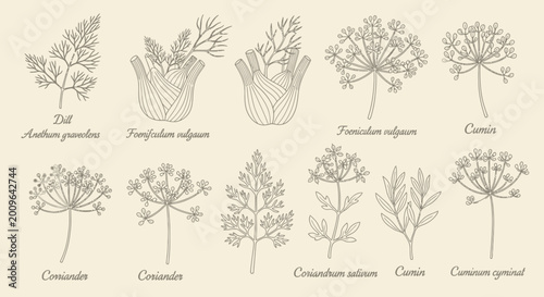 Illustrated botanical herbs and spices vector graphic for culinary and design