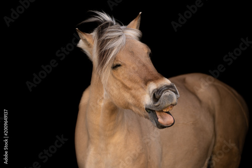 Fotografia laughing horse