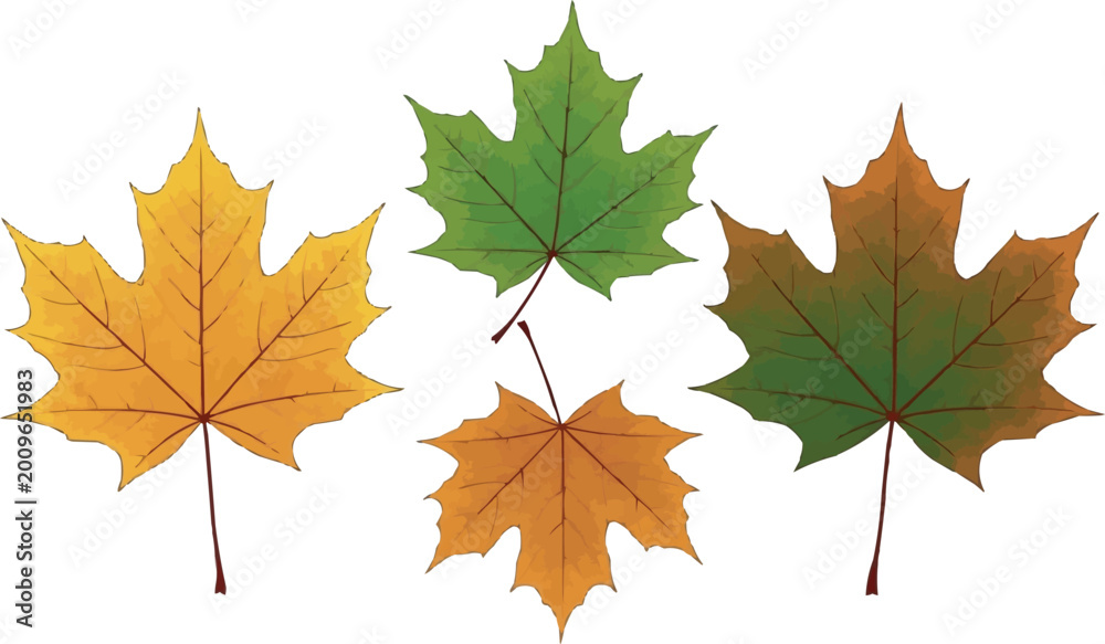 Fototapeta premium Set of realistic maple autumn leaves isolated on white background with colorful seasonal botanical foliage design