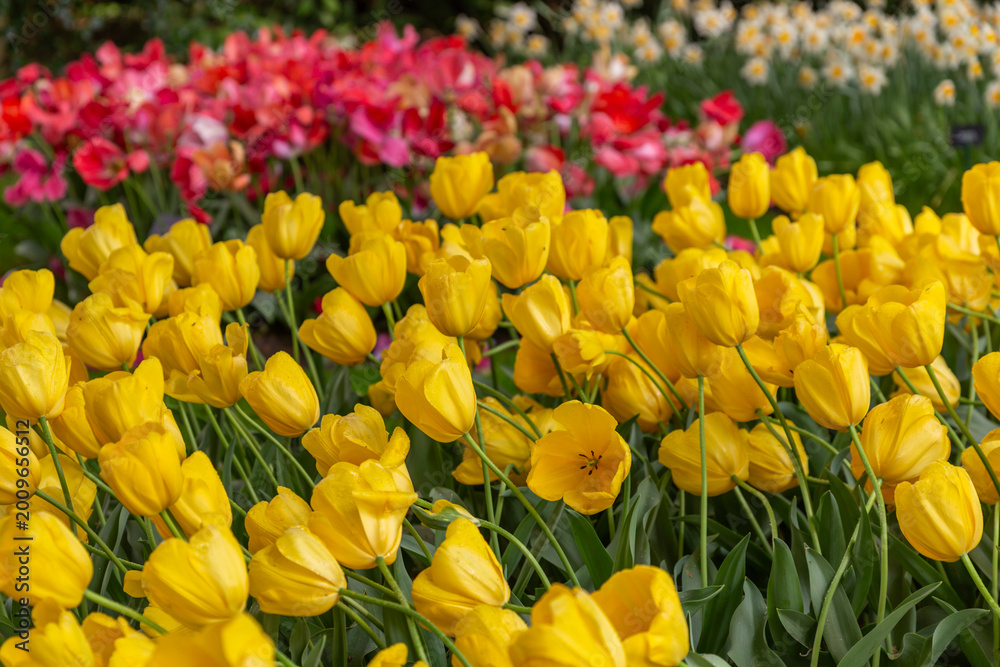 Obraz premium red and yellow tulips