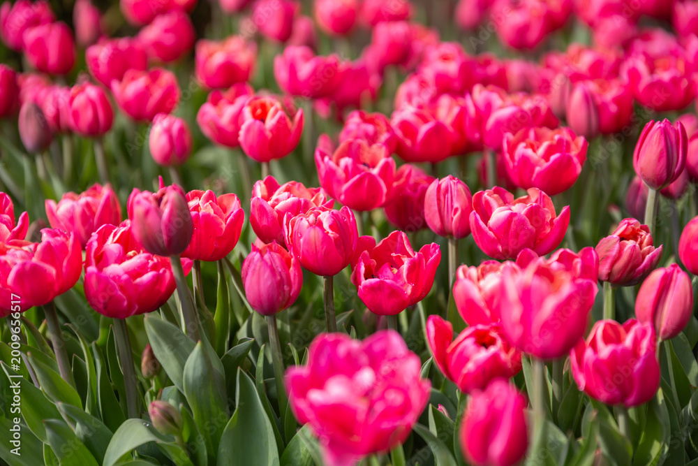 Fototapeta premium field of pink tulips