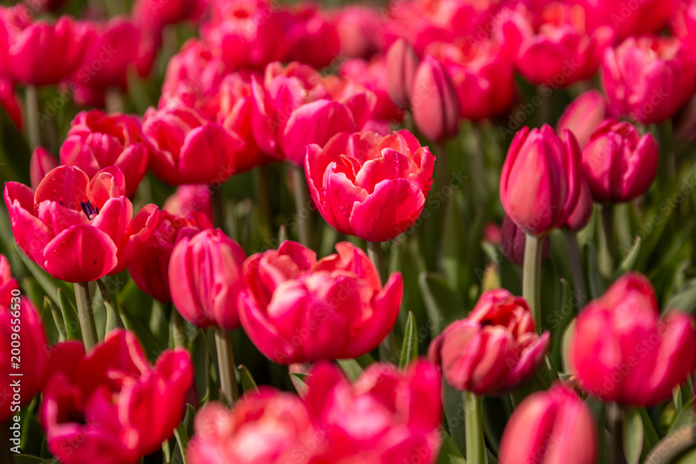 Obraz premium field of pink tulips