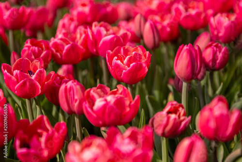 field of pink tulips