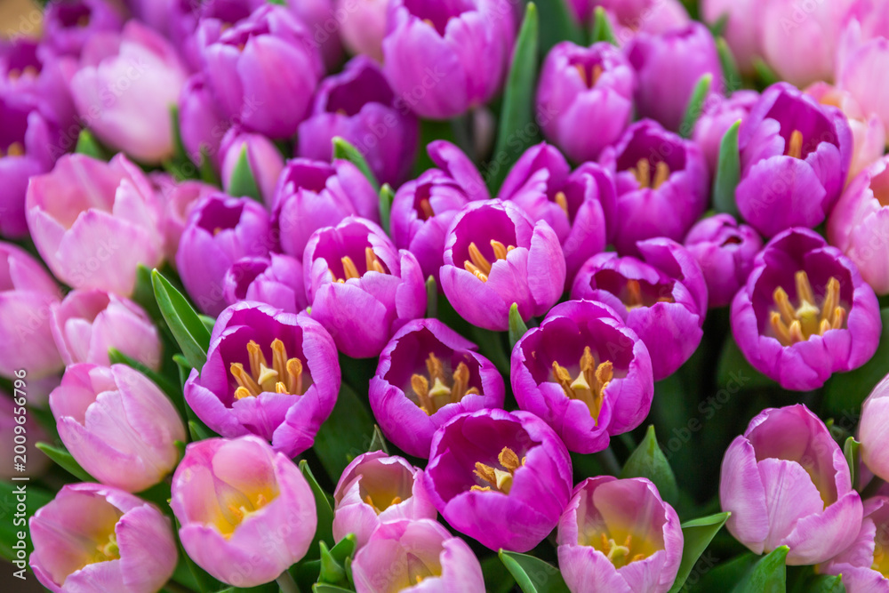 Obraz premium pink and white tulips
