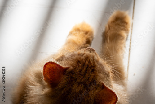 Top view of fluffy orange cat resting under sunlight highlighting soft fur texture and peaceful domestic pet atmosphere