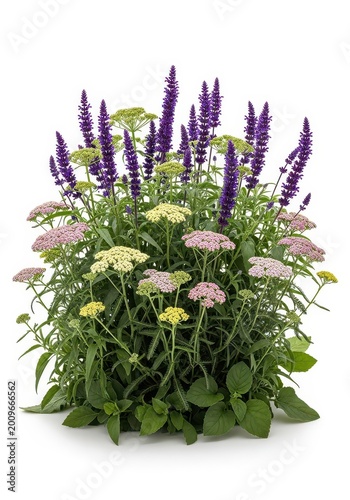 Vibrant purple salvia and multicolored yarrow flowers grow together in a lush garden arrangement.