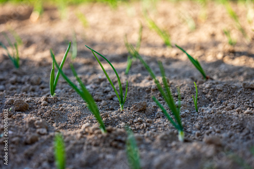 Young onions growing in rows in garden soil. Spring cultivation, plant sprouting and agricultural growth concept.