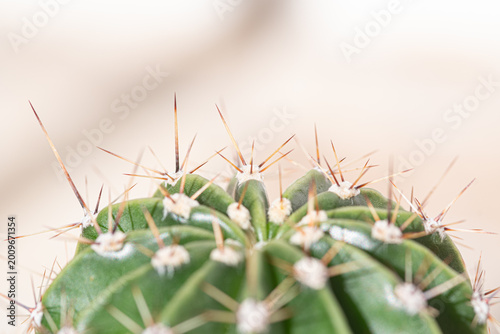 Cactus plant with sharp spikes resisting desert environment