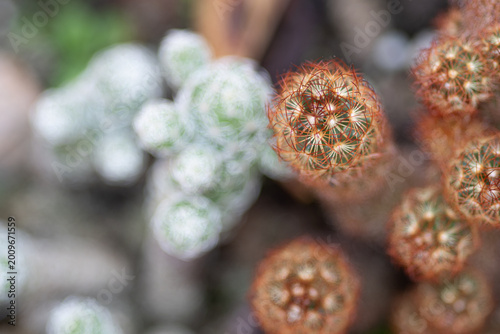 Mammillaria cactus growing among blurred succulents