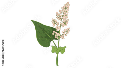 Botanical illustration of a buckwheat plant with green leaves and clusters of delicate pink flowers isolated against a white background for study.