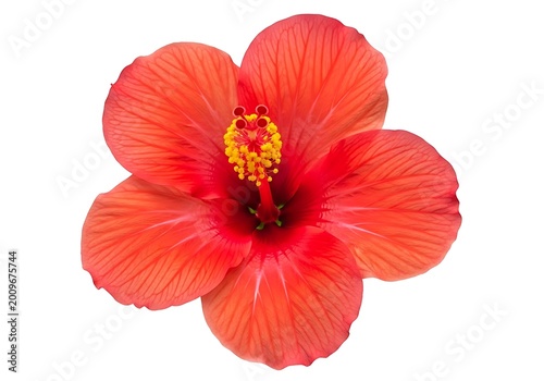 Eps vibrant red hibiscus flower isolated on white background with yellow stamens