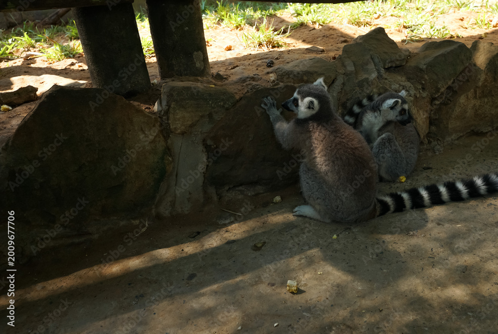 Fototapeta premium Two black and white lemar sitting in the shade in an enclosure at the zoo