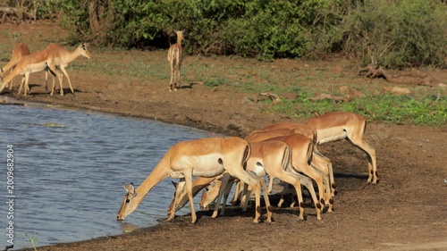 Alert impala antelopes (Aepyceros melampus) drinking water, Kruger National Park, South Africa