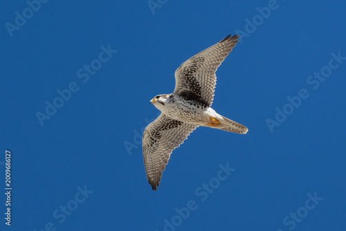 Wild Peregrine Falcon soaring through a clear blue desert sky.