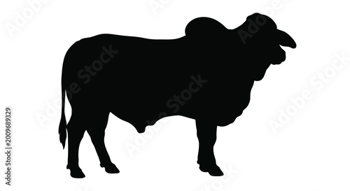 Foto brahman bull silhouette on a white background