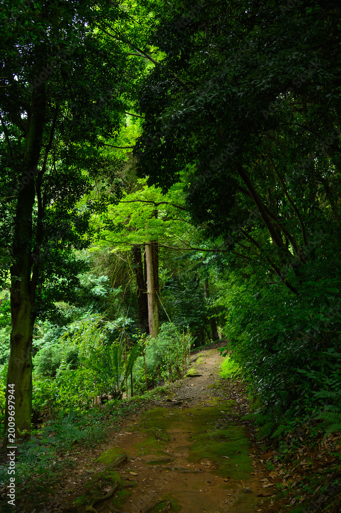 Obraz premium Forest bathing path in Batumi Botanical Garden. Hiking trail for active leisure and mental wellness in Georgia. Scenic woodland road for running and relaxation in lush subtropical nature, health