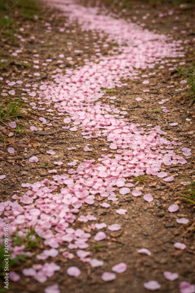 Obraz premium Scattered Fallen Petals Forming Irregular Path on Ground for Floral Rain Story and Seasonal Garden Atmosphere
