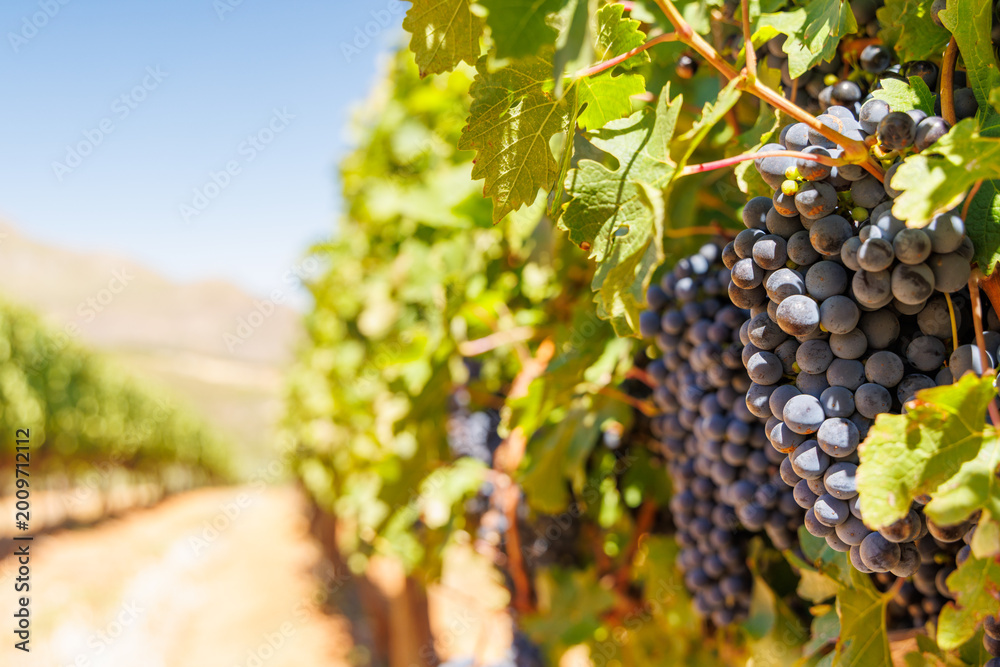 Fototapeta premium Ripe grapes on vine in South African vineyard